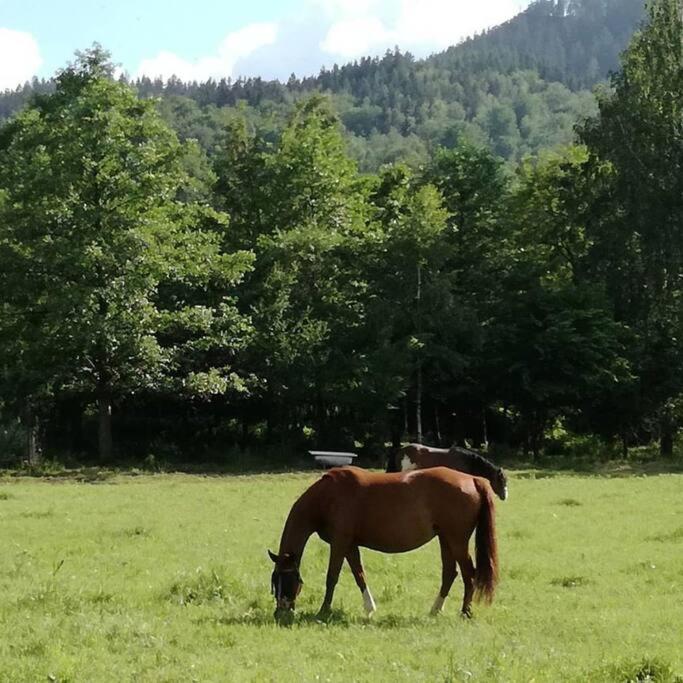 Apartamenty - Domek Bobrowe Zacisze 3 Janowice Wielkie Luaran gambar